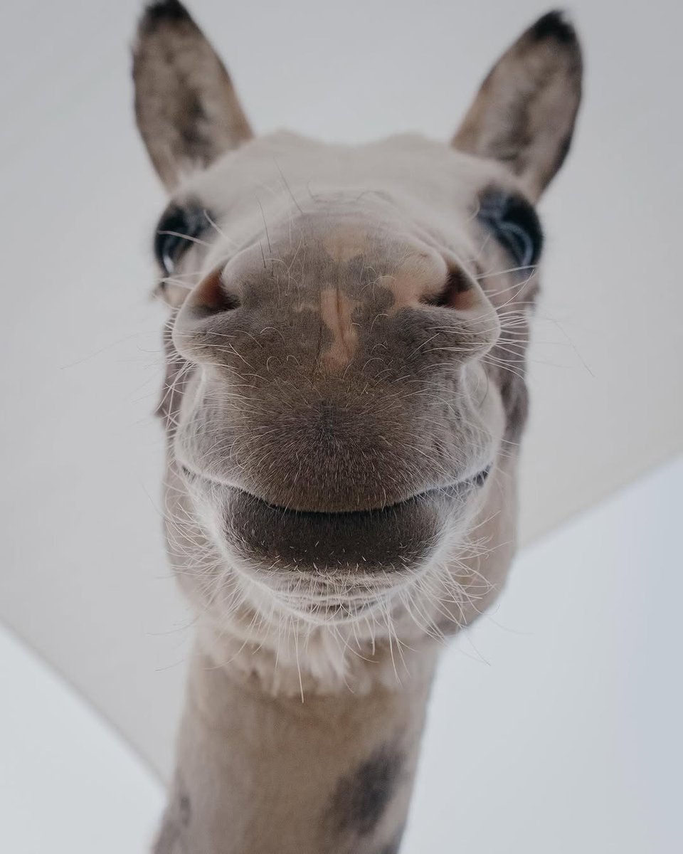 NeonatalNurses's tweet image. Geronimo, Red Wing, and Wolfie can't wait to meet you at this year's NANN After Dark! 🫏
Register now for the NANN 41st Annual Conference: nann.org/conference.
📸: Mojave Mini Donkeys
#NANNinPalmSprings #MiniDonkeys