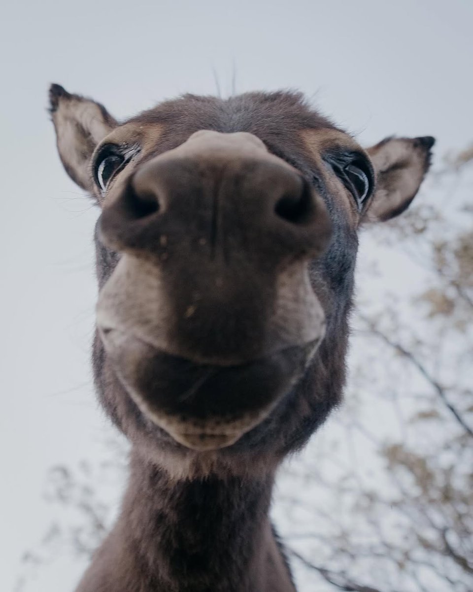 NeonatalNurses's tweet image. Geronimo, Red Wing, and Wolfie can't wait to meet you at this year's NANN After Dark! 🫏
Register now for the NANN 41st Annual Conference: nann.org/conference.
📸: Mojave Mini Donkeys
#NANNinPalmSprings #MiniDonkeys