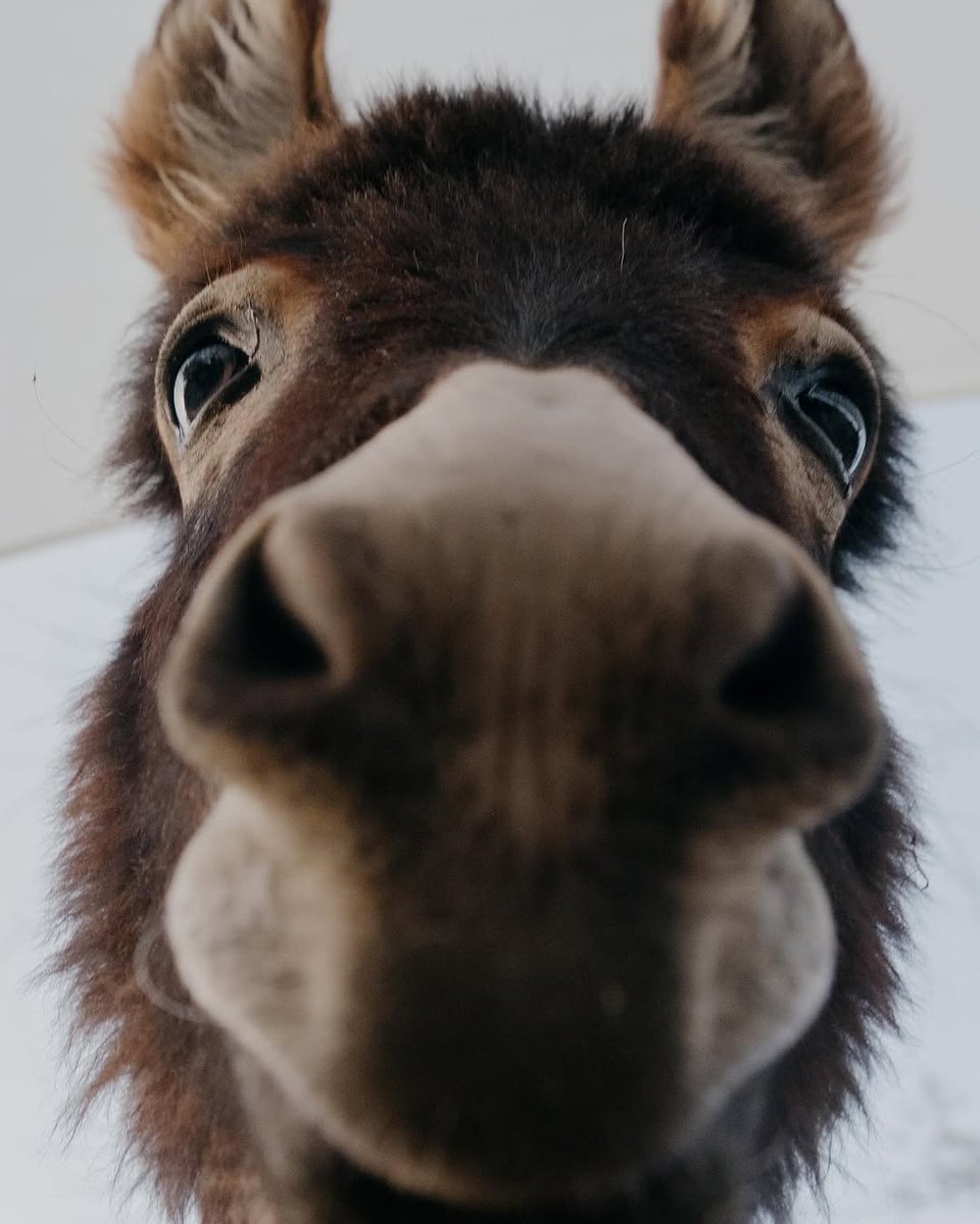 NeonatalNurses's tweet image. Geronimo, Red Wing, and Wolfie can't wait to meet you at this year's NANN After Dark! 🫏
Register now for the NANN 41st Annual Conference: nann.org/conference.
📸: Mojave Mini Donkeys
#NANNinPalmSprings #MiniDonkeys