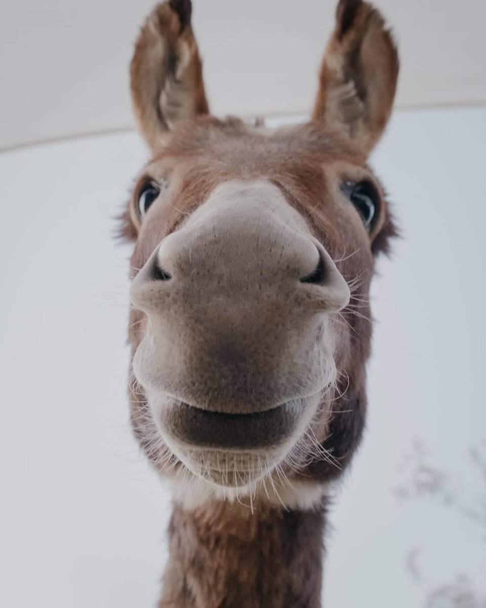 NeonatalNurses's tweet image. Geronimo, Red Wing, and Wolfie can't wait to meet you at this year's NANN After Dark! 🫏
Register now for the NANN 41st Annual Conference: nann.org/conference.
📸: Mojave Mini Donkeys
#NANNinPalmSprings #MiniDonkeys