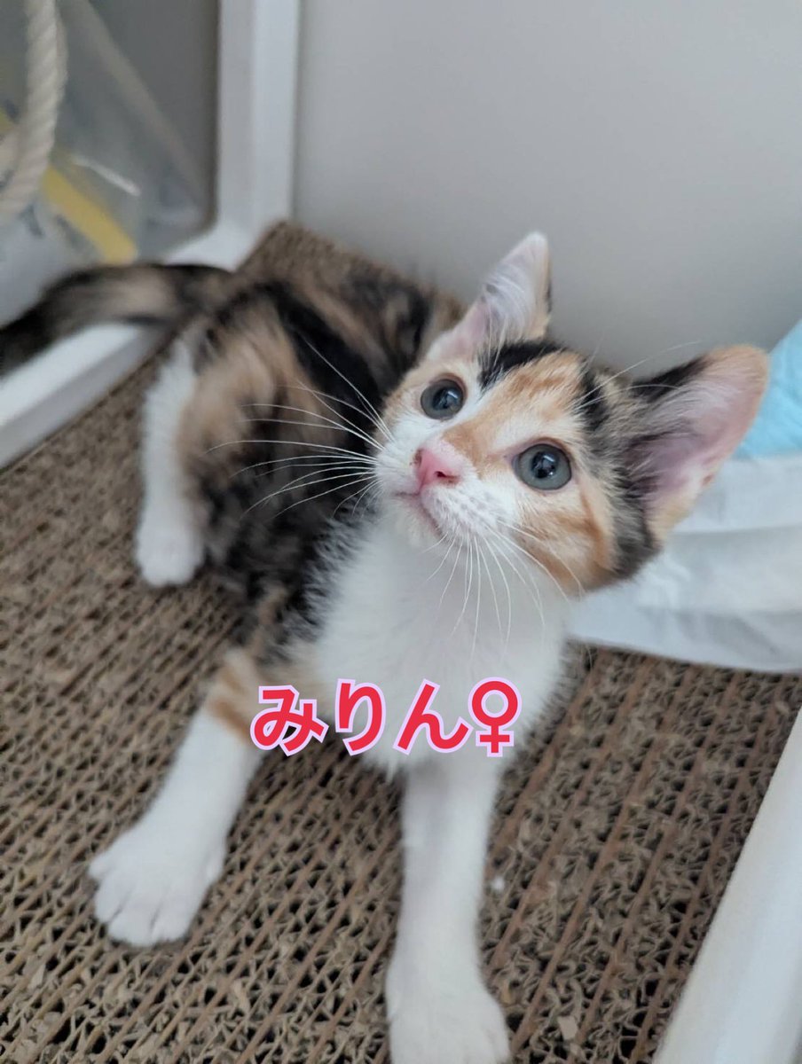 HirokoK76576206's tweet photo. 【里親募集】
💛ピッカピカの可愛い子猫、自分だけのお家探します‼️
調味料🧂兄妹、大きくなりました！
初回ワクチン済み
リモートお見合いできます。

どんどん大きくなります。すぐにお話し合いに入れますので、お問い合わせください。
今度の日曜日13日は現地での里親会に参加します。↓ https://t.co/KlOihKdNRr