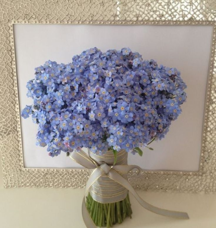 lavieestbelIe's tweet photo. Forget-me-not flowers https://t.co/ACLVmLVOv3