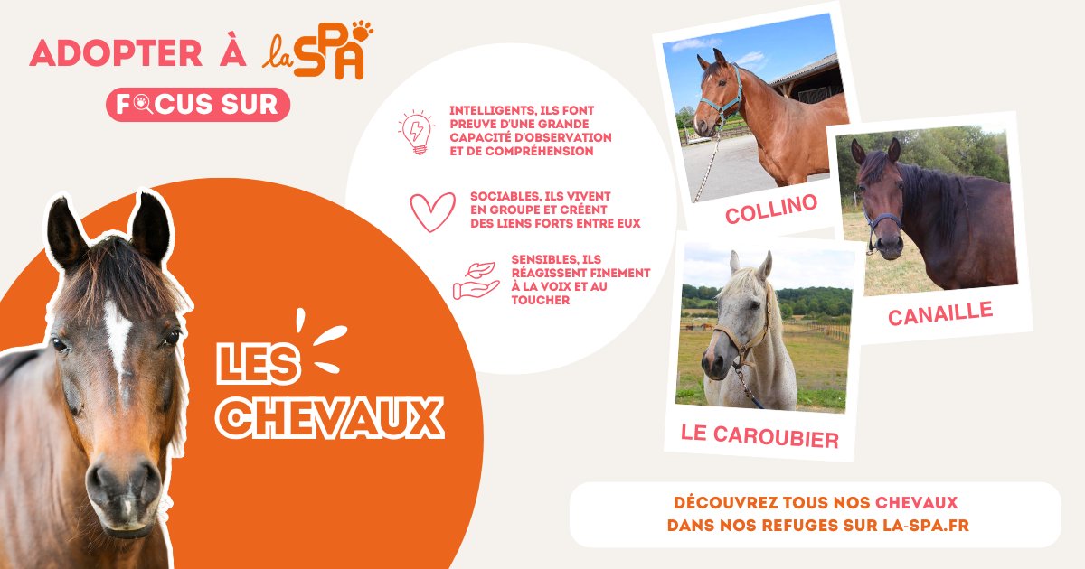 Animal sociable le cheval est un merveilleux compagnon de vie. Comme tout équidé, c’est un géant au cœur tendre, dont il ne faut surtout pas sous-estimer les besoins ! 🐎​
👉 Découvrez nos chevaux à l'adoption : la-spa.fr/prendre-soin/t…