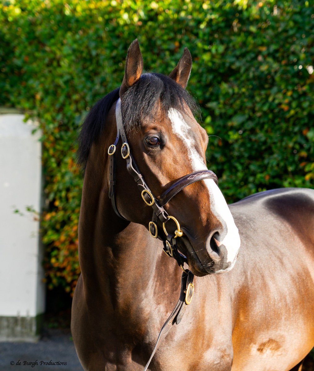 Yeomanstown Stud (@yeomanstownstud) on Twitter photo New first-crop winner for #Supremacy!
Kicking off the weekend with another winner for Supremacy, Une Aventure wins on his second start for trainer M. Rolland <a href="/hippoclairefont/">Hippodrome de Clairefontaine</a> in the colours of Mr Jean-Pierre Djian. The 2YO was bred by Haras des Eves, D Cherdo & Mme C. Cherdo. New first-crop winner for #Supremacy!
Kicking off the weekend with another winner for Supremacy, Une Aventure wins on his second start for trainer M. Rolland <a href="/hippoclairefont/">Hippodrome de Clairefontaine</a> in the colours of Mr Jean-Pierre Djian. The 2YO was bred by Haras des Eves, D Cherdo & Mme C. Cherdo.
