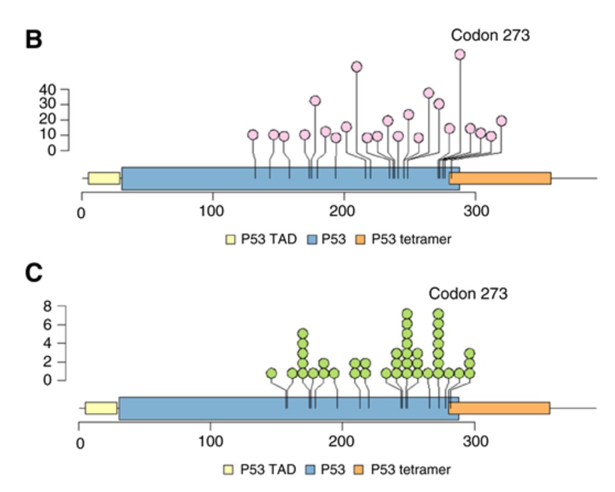 BCD_AACR's tweet image. Clinical Significance of TP53-Mutant Clonal Hematopoiesis Across Diseases: brnw.ch/21wU4TA #CHIPsm #clonalhematopoiesis