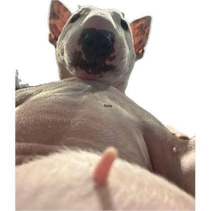 Nggas be like “just suck it….”