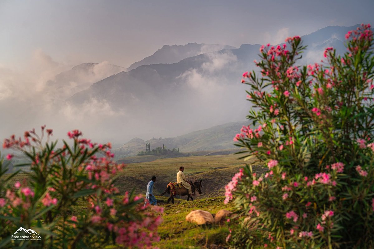 RiazToori's tweet photo. Parachinar, the valley where once fairies danced to melodies the rain composed, as winds sang through tall hills &amp; whispering trees.
Today that music is faint… muffled by wounds too deep.
Yet the land still blooms as if praying for peace to return on wings of mist.
#Parachinar https://t.co/e8h8a92D1f
