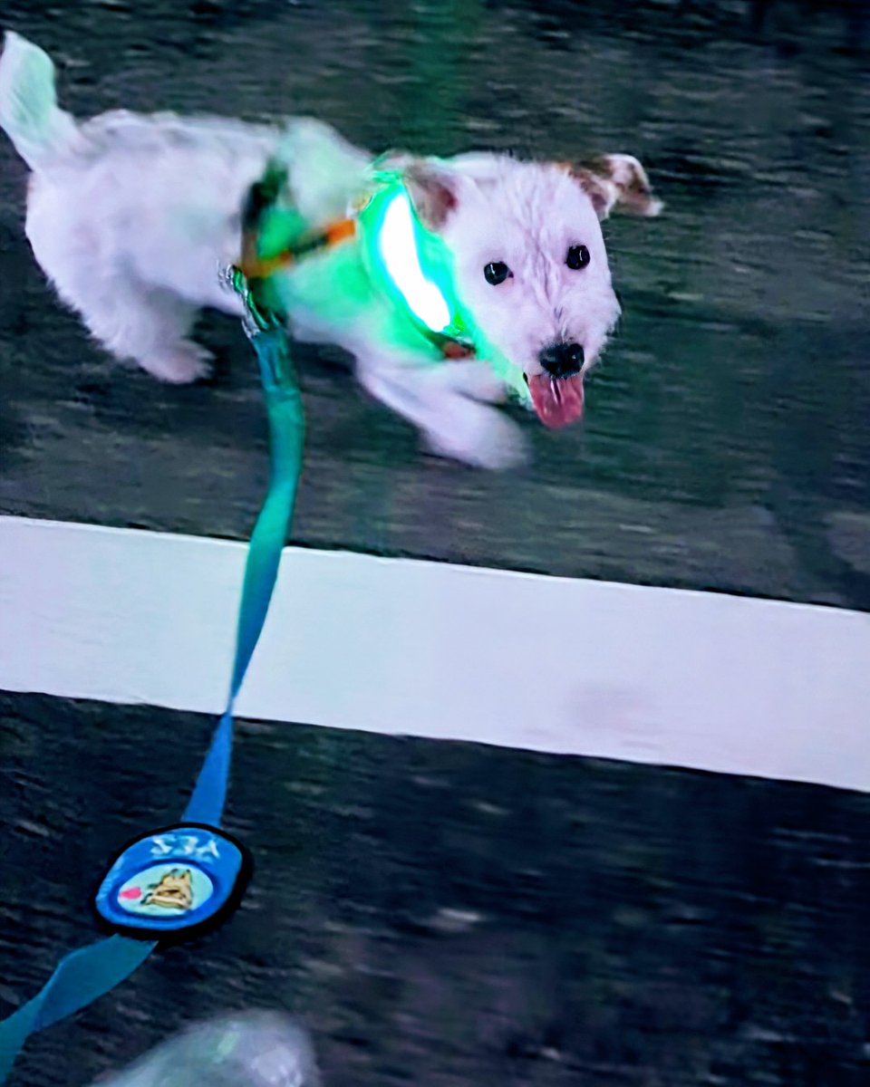 MTharuo's tweet image. 深夜に散歩すると高確率で自転車(もしくはLOOP)イヤホンシンガーに出くわす。遠くから調子の外れた甲高いうめき声が近づいてくるのは軽くホラー。ぷら太は「あの人は何で鳴いてるのですか?」みたいな顔で見てくる。