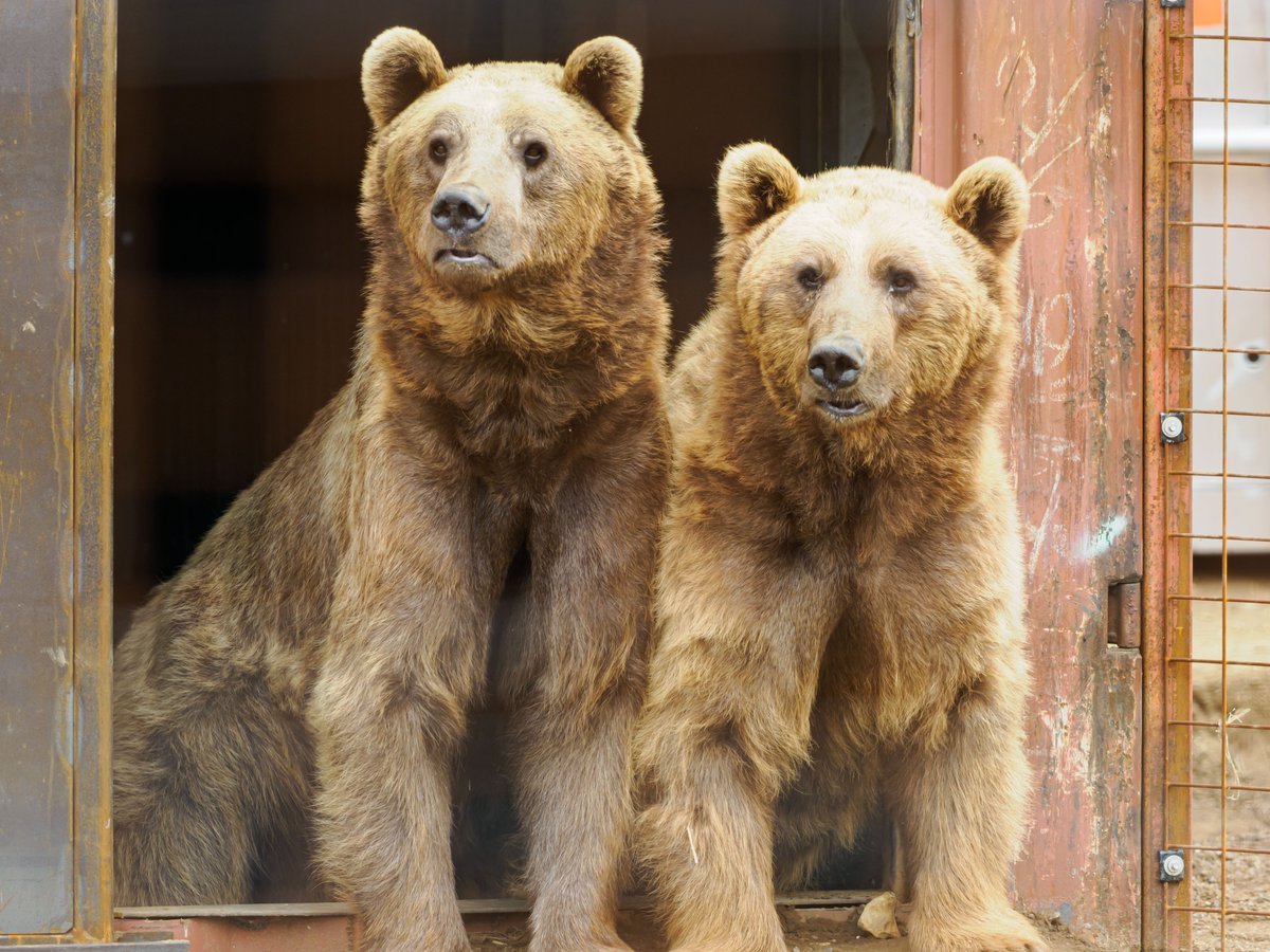 🦁🐻 Hover Safari Family Deal is BACK!

Enjoy a wild day out for just £95 - 2 adults &amp; up to 3 children! 🎉

🌊 Fly across the Solent in 10 minutes
🚌 Travel with Southern Vectis
🐾 Meet Benji &amp; Balu, the new rescue bears at Wildheart Animal Sanctuary

🔗 hovertravel.co.uk/Hover-Safari