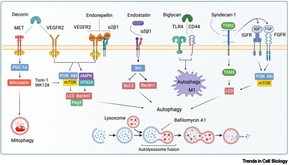 TrendsCellBio's tweet image. Proteoglycans are protagonists in autophagy, lymphangiogenesis, and neurodegenerative diseases dlvr.it/TLsZwX