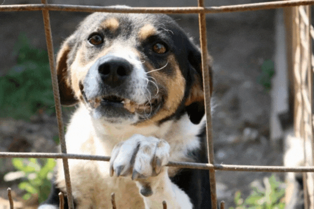 Cat_Kapow's tweet image. It is a hard life for dogs in 🇷🇸 #Serbia💔 Many #dogs are sadly abused &amp;amp; treated with indifference to their suffering😿 This shelter #helps to improve lives of 120 #rescuedogs 🐶They need support &amp;amp; kibble
Please #Donate ❤️🙏#dogsarefamily #AdoptDontShop 
➡️animalwebaction.com/en/collectes/1…