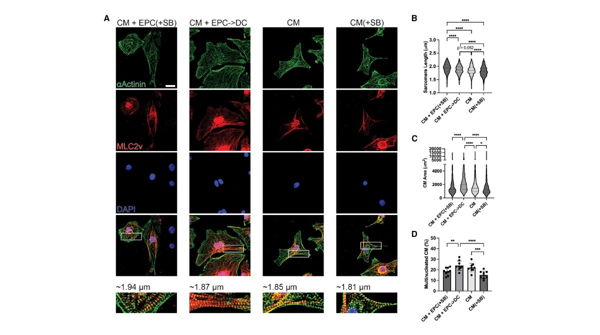 stemcellreports's tweet image. Recently published: Developmental cues from epicardial cells simultaneously promote cardiomyocyte proliferation and electrochemical maturation #epicardialcells ow.ly/v1LP50WlIC9
@UMNBME @umnmedschool @UMNPeds @UMNIEM @ISSCR @CellPressNews @GairdnerAwards @SickKidsNews