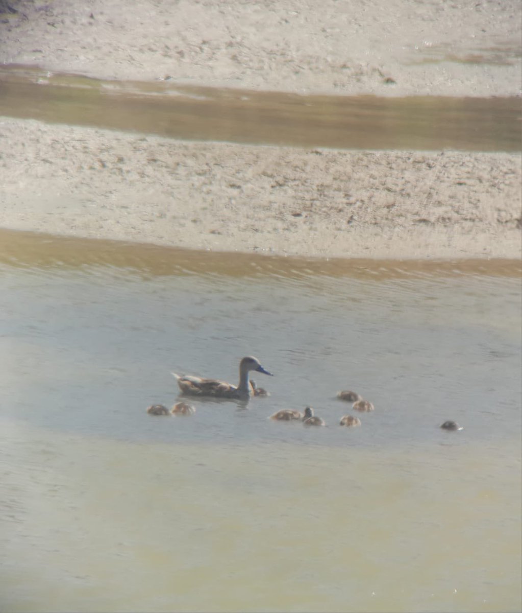 🦆 ¡Una gran noticia para la conservación de la biodiversidad!
Queremos compartir una buena noticia, en las fincas de San Gaspar y Casa Colorada, hemos podido confirmar la cría de Cerceta Pardilla (Marmaronetta angustirostris).