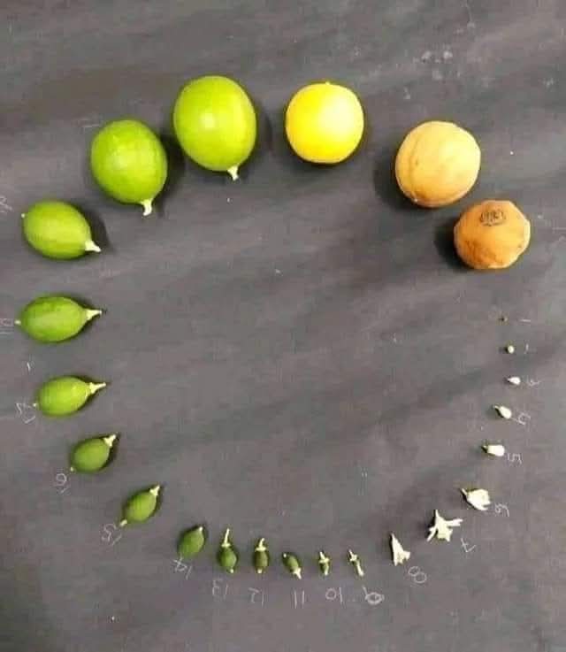 gzarrilli's tweet image. El ciclo del limón