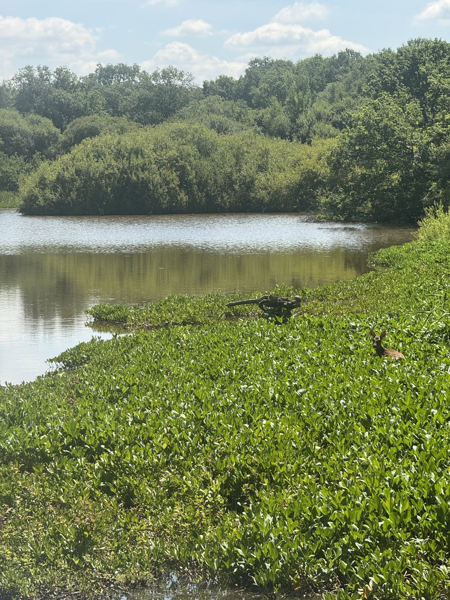 IMPeterLarge's tweet image. A roe deer trying to stay cool, by Great Pond on Epsom Common.