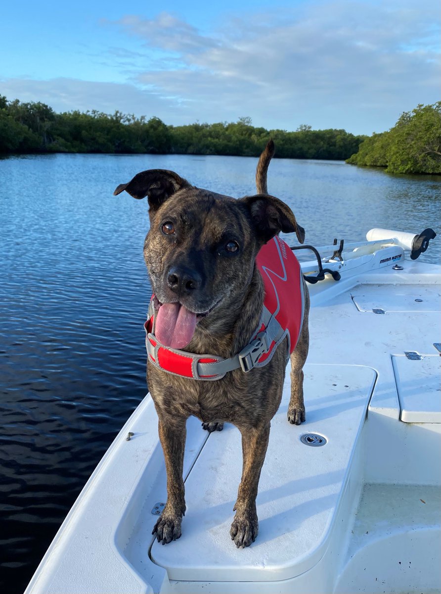 Hope your summer plans include being more heart healthy, quality time with your furry pal and maybe even a little paws and relaxation on a boat! ❤️ 🛥️ 🐾 

Studies suggest that pet ownership is associated with a reduced risk of heart disease.

Learn more: spr.ly/60164Isuq