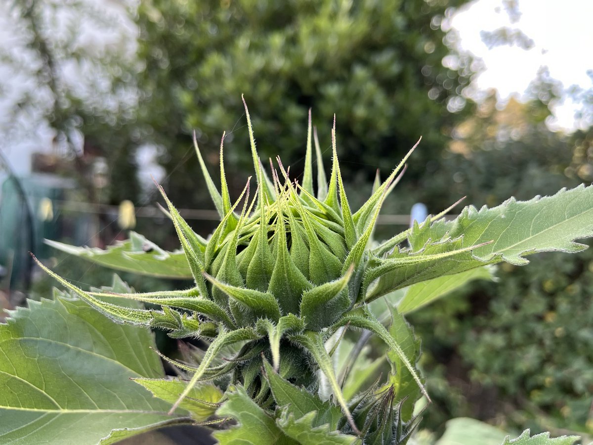 digitalplantpot's tweet image. I’d forgotten #sunflowers look so alien and violent before they open up fully!
Be careful, you’ll have someone’s eye out 😂😱✌️
