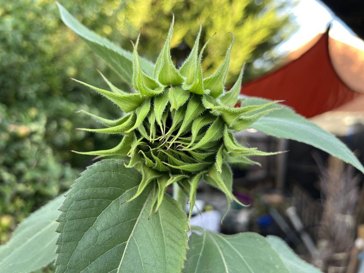 digitalplantpot's tweet image. I’d forgotten #sunflowers look so alien and violent before they open up fully!
Be careful, you’ll have someone’s eye out 😂😱✌️