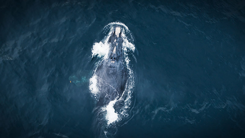 Dr. Kimberley Davies, associate professor in biological sciences at UNB’s Saint John campus, along with graduate student Jillian Carter, played a pivotal role in the production of the new documentary series, The Wild Ones.

Their mission: to help the filmmakers get up close and