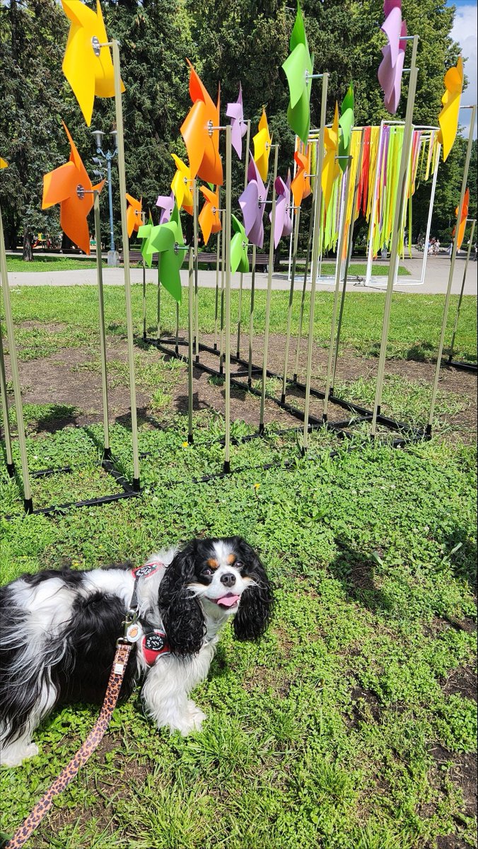 USEmbassyRiga's tweet image. 🎶🧺 Truffle the diplo-dog soaked up every moment of the Youth Song and Dance Festival—from crafts to folk dancing, all from a front-row seat.
These celebrations reflect Latvia’s rich identity and the cultural ties that connect us. 🇱🇻🇺🇸🐾 #NācGavilēt #TruffleTravels
