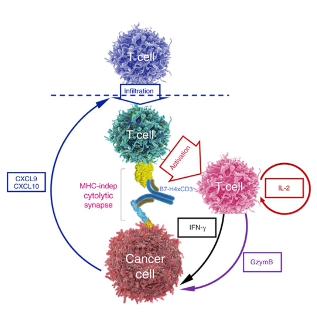 MCT_AACR's tweet image. #FirstDisclosure A Novel B7-H4xCD3 Bispecific T-cell Engager (PF-07260437) Synergizes with Breast Cancer Standard of Care and Immune Checkpoint Therapies: brnw.ch/21wU4Xt