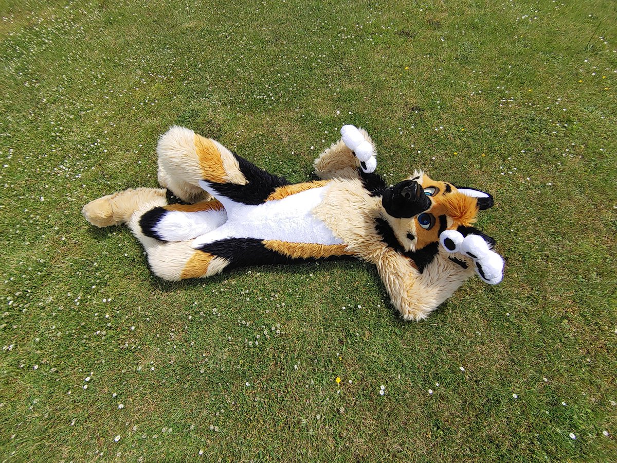 Himaru_Shepherd's tweet image. Belly rubs please
#FursuitFriday
πΈ@weiser_melanie