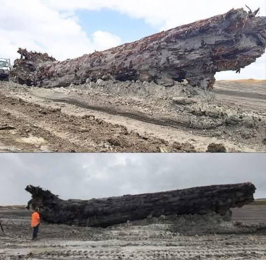 Darekbrzoza's tweet image. Głęboko w nowozelandzkich bagnach naukowcy odkryli starożytne drzewo kauri, które było pogrzebane przez ponad 40 000 lat – jego pień zachował się niczym drewniana kapsuła czasu. Ale to nie było zwykłe prehistoryczne drzewo. Jego słoje ujawniły coś niezwykłego: przetrwało ono…