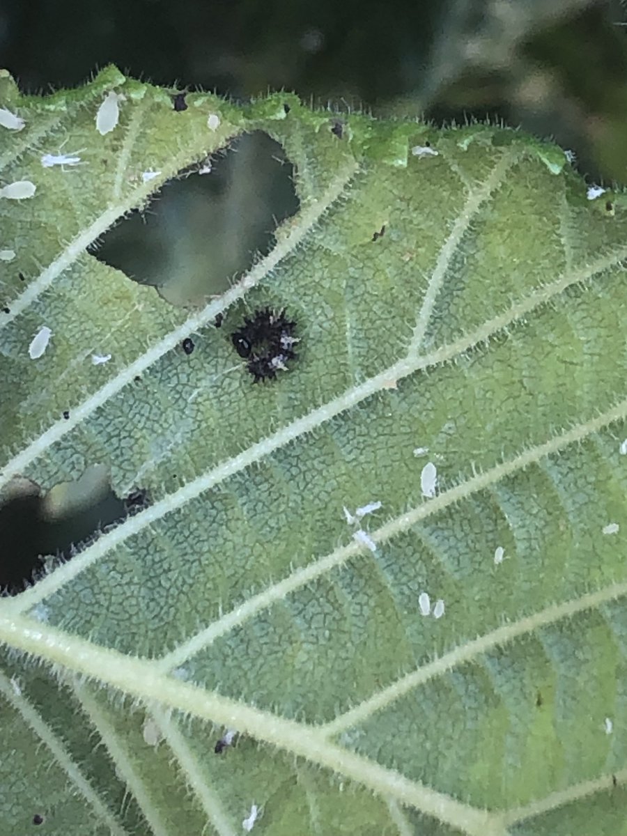 Tiny Comma caterpillar on Wych Elm today 😀
#Polygonia #VC64