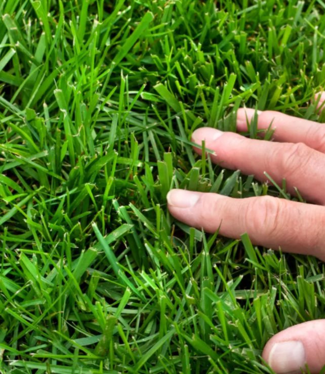 0xsezar's tweet image. 🌱 @opensea #openseatouchgrass