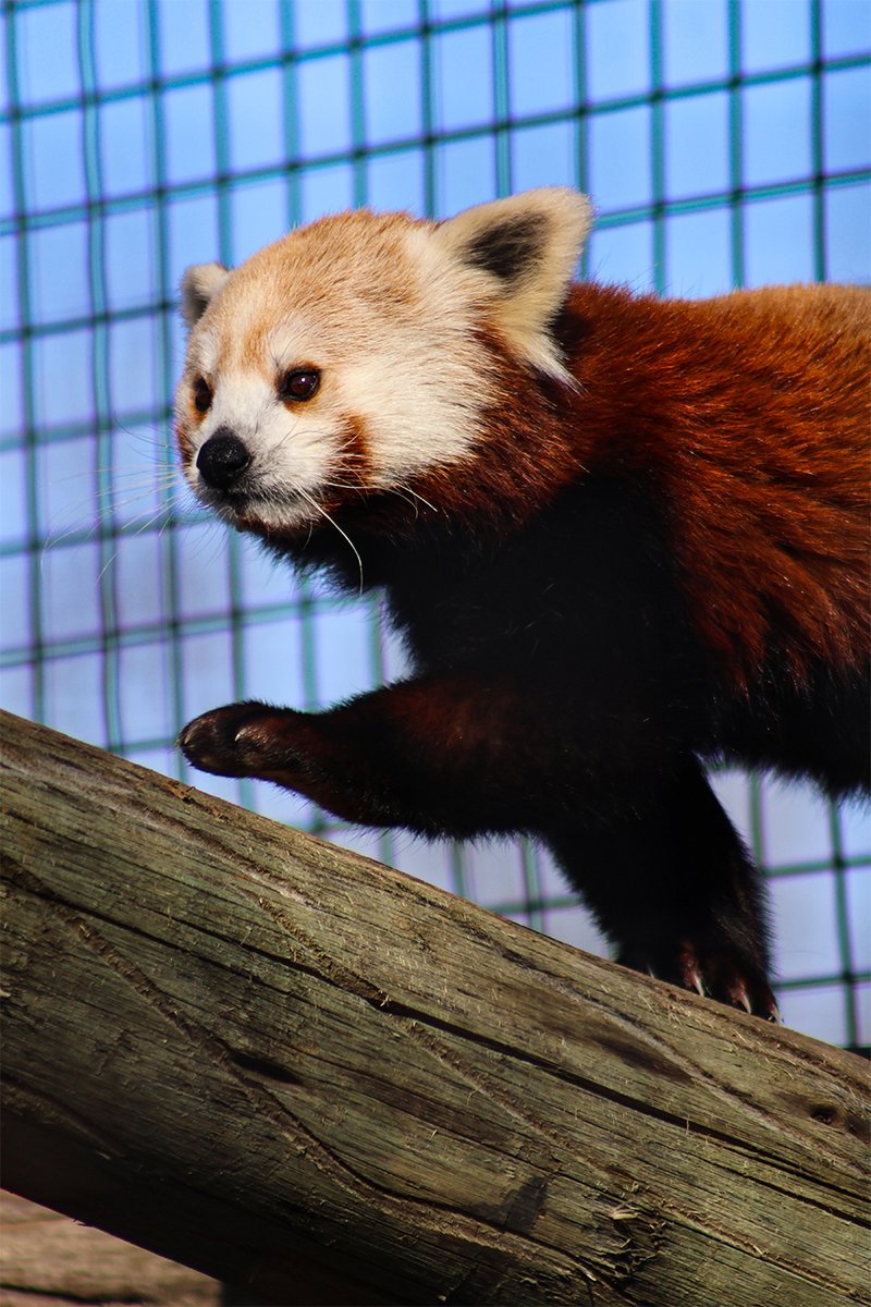 Happy birthday to you, Nima! 🎶🎉
Nima the Himalayan red panda turns two today. Be sure to say hello to the birthday girl when you see her!
