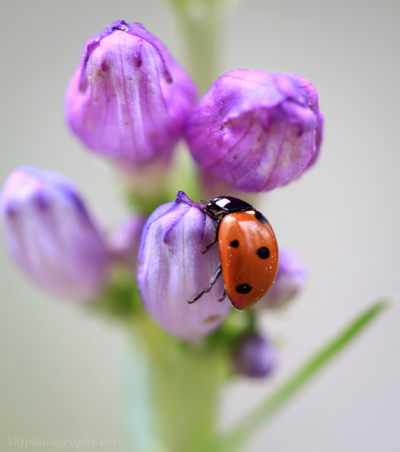 Some bugs photobombing my wildflower pics. #butterfly #bumblebee #ladybug #wildflowers #FlowersOnFriday #flowerphotography #Colorado #rockymountains #NaturePhotography #NatureLovers