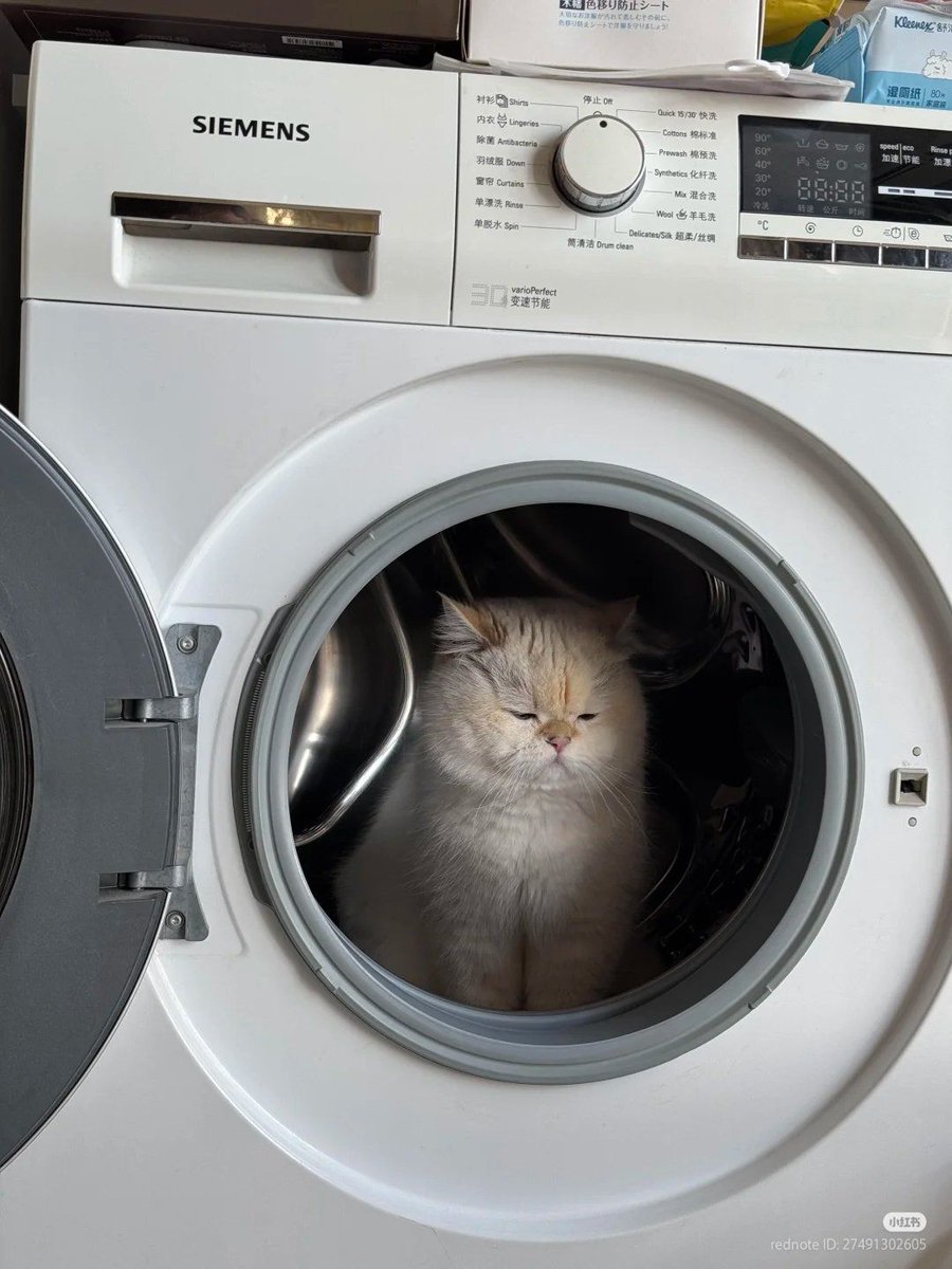 Why you should have a cat tweet media