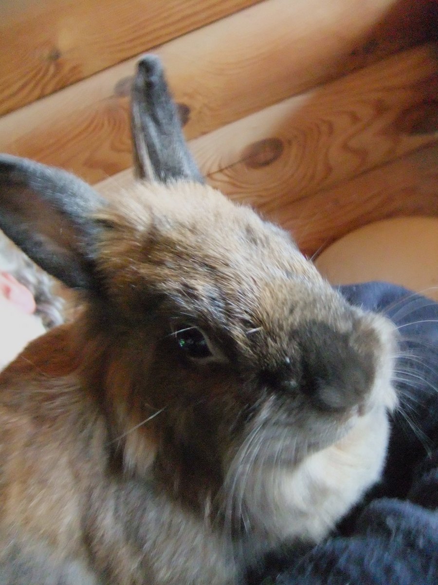 Hi, everyone.

It's bunny dental treatment time again... and we really need your help ~ it's all paws in to raise around 750 Euros of help.
The weeks have passed and once again 6 buns need to have their teeth corrected. And in addition, Blossom is also booked in to have her