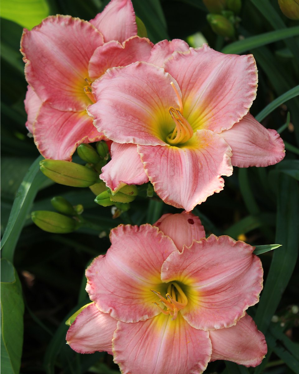 Darling Daylilies 🌸 #MississippiGardens #MisMag