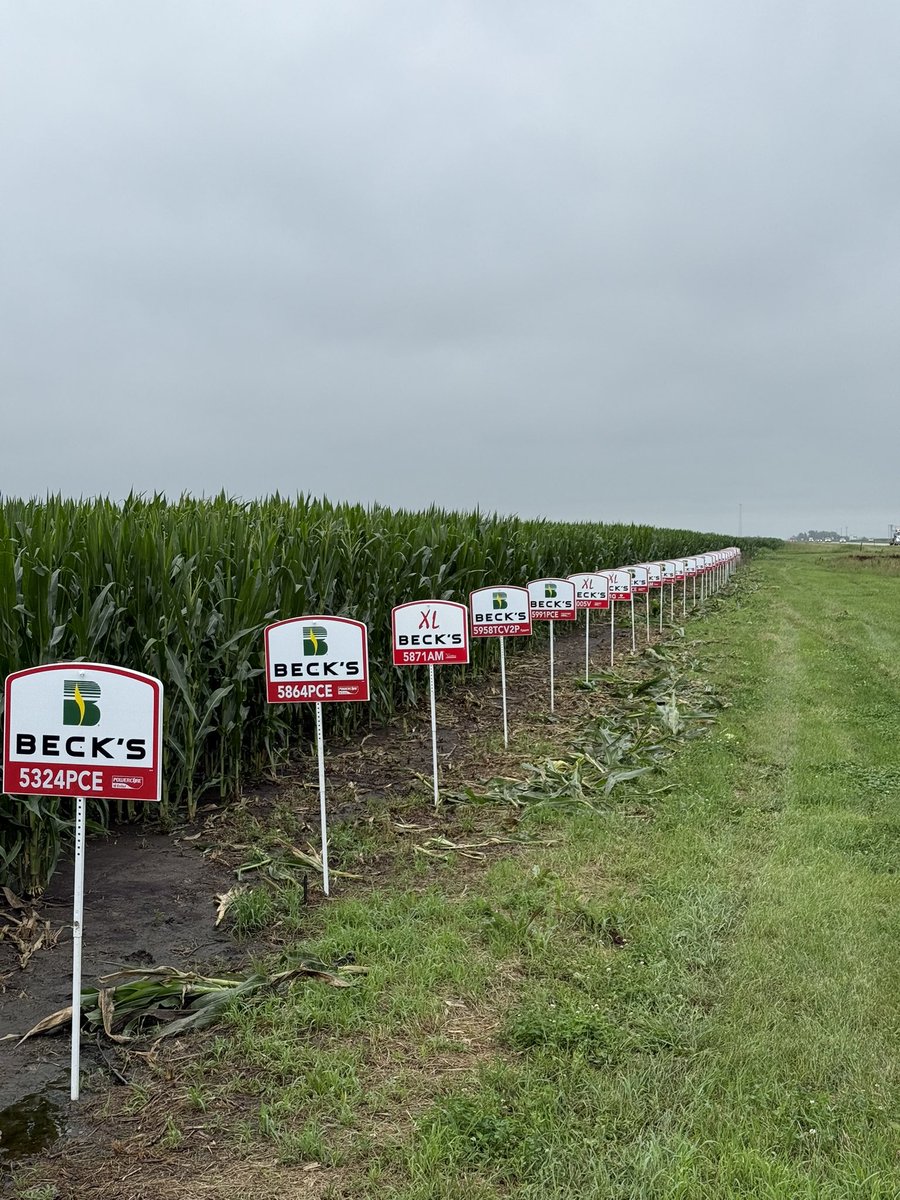 Just put up signs in the test plot—27 different Beck’s hybrids out here, but only the ones that actually do well with this soil and irrigation setup. Cool to see how much variety there is and how well Beck’s hybrids adapt to different conditions #BecksHybrids #TestPlotTrials