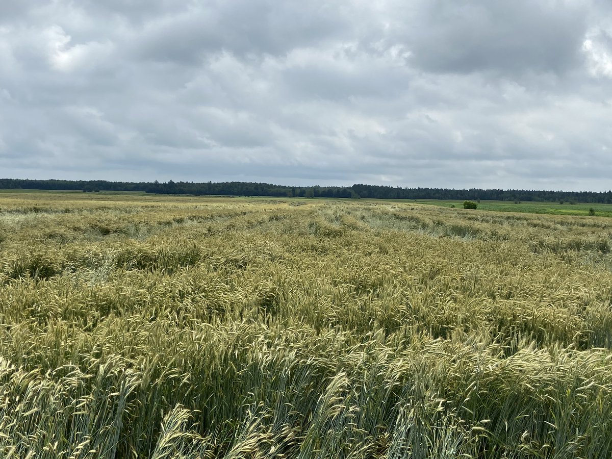 Mario Moffette tweet media