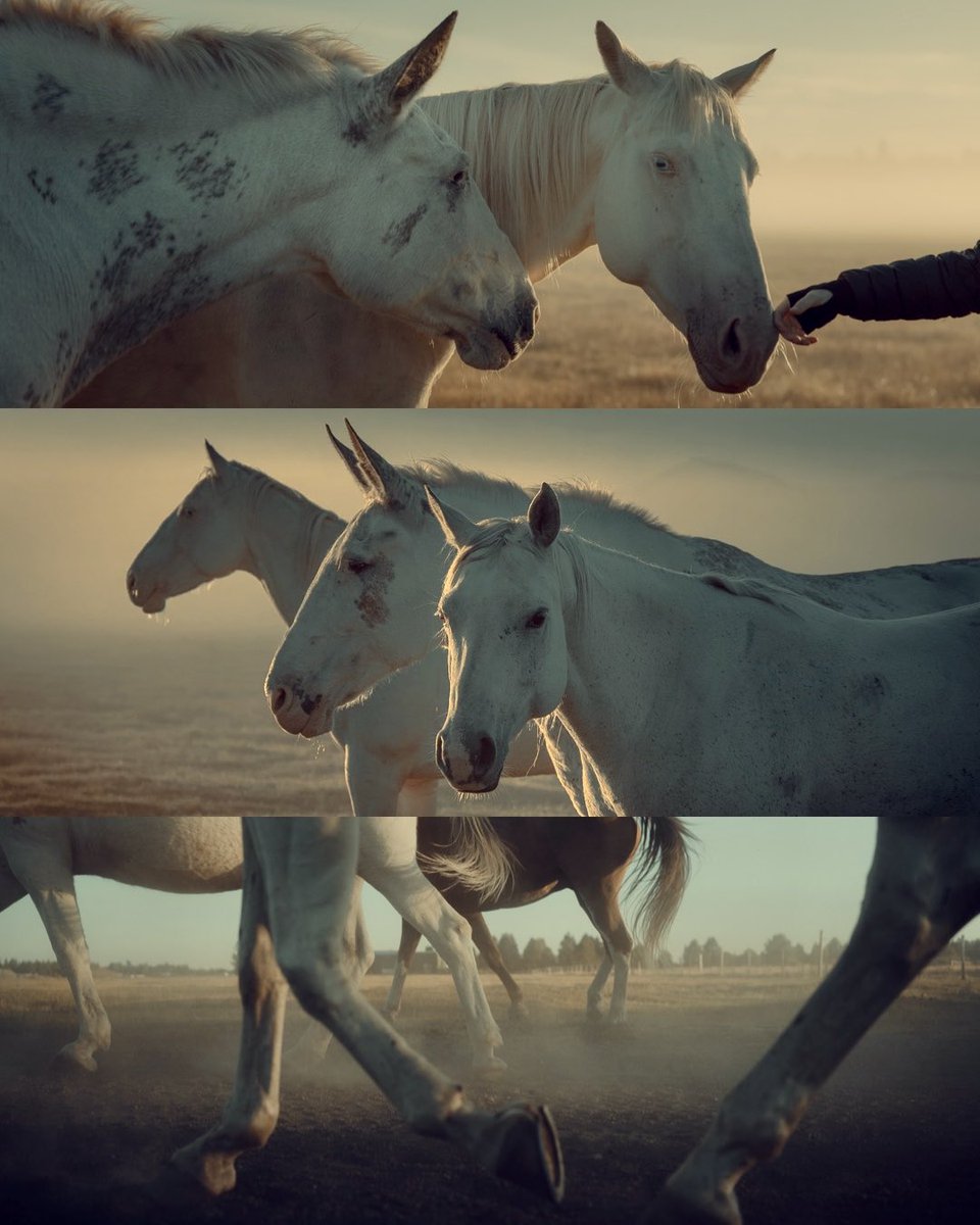 monaris's tweet image. A heart that roams in the wild