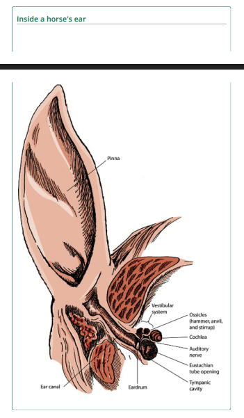 Halcyon_alerts's tweet image. July 11 #chartoftheday
It’s Friday… you know what that means: time to get weird.
A Wisconsin solar project approval docket includes a two-page diagram explaining the structure and function of a horse’s ear.
Yes, really.
Yes, there’s a picture.
No, we don’t know why.
That is…