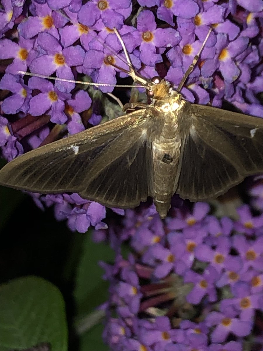 allthingsmothy (@calybites) on Twitter photo Is this a dark version of the Box-tree Moth on our Buddleia last night?
#perspectalis #VC64
<a href="/MOTHIDUK/">UK Moth Identification</a> Is this a dark version of the Box-tree Moth on our Buddleia last night?
#perspectalis #VC64
<a href="/MOTHIDUK/">UK Moth Identification</a>