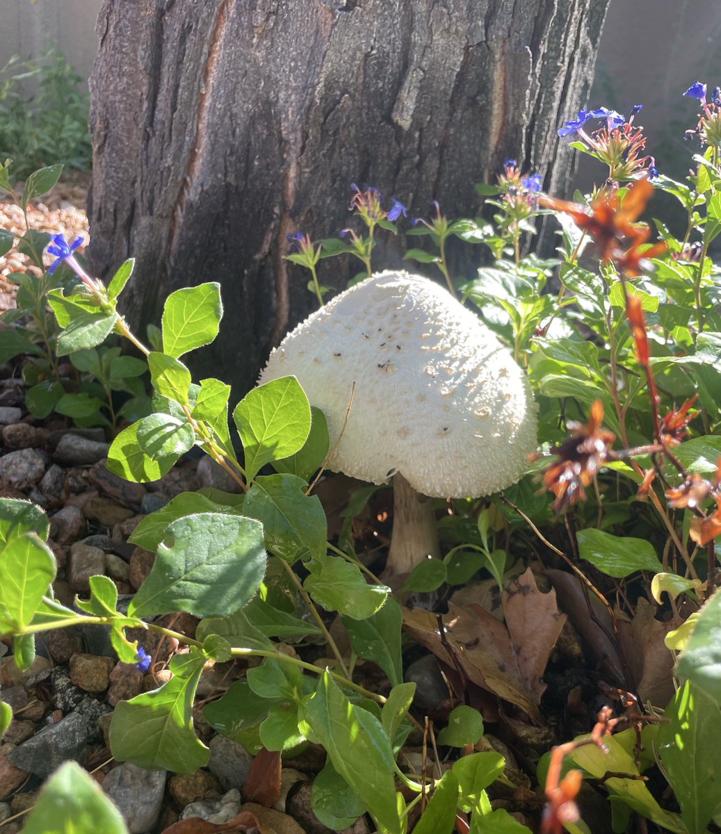 LeBronIsMyUncle's tweet image. Look at this big ass mushroom I found this morning