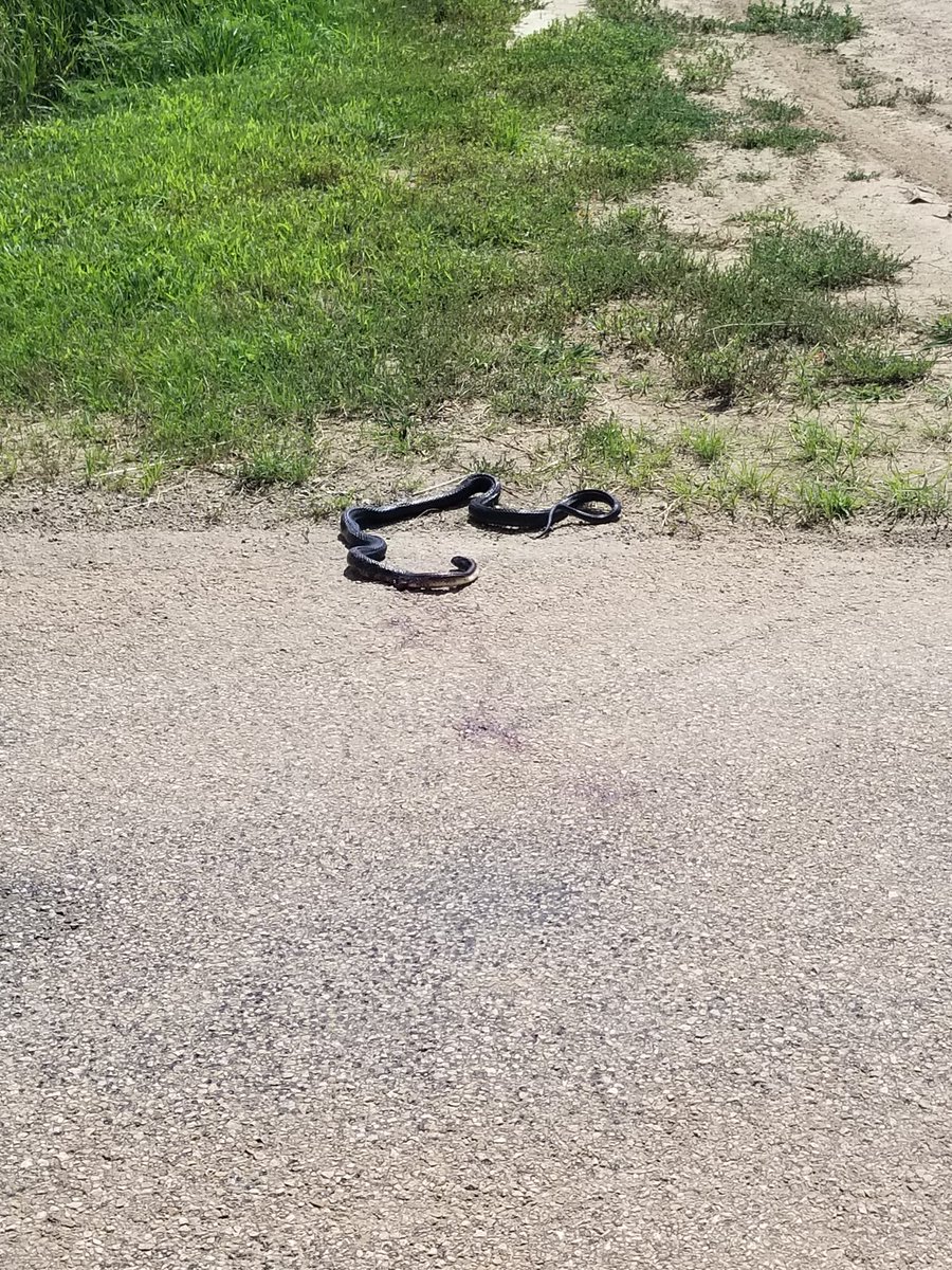 Just in from the THWC: Updated model is also calling for rain in Padonia Township tonight as well.