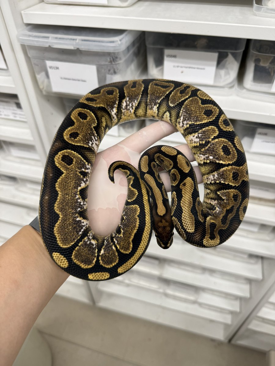 ballpythonari's tweet photo. 自家繁0.1 Calico 50%dh TSK Ax Monsoonが遺伝子検査にて100%dhに🤣
来週中にMonsoonのShed test開始します!!

@L_regius https://t.co/1wx0h7AaeP