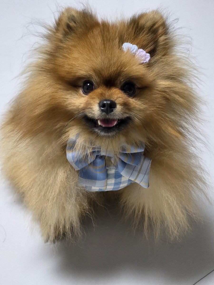 spinkimm's tweet photo. 세상에서 제일귀여움 https://t.co/TXTyE9pOXW