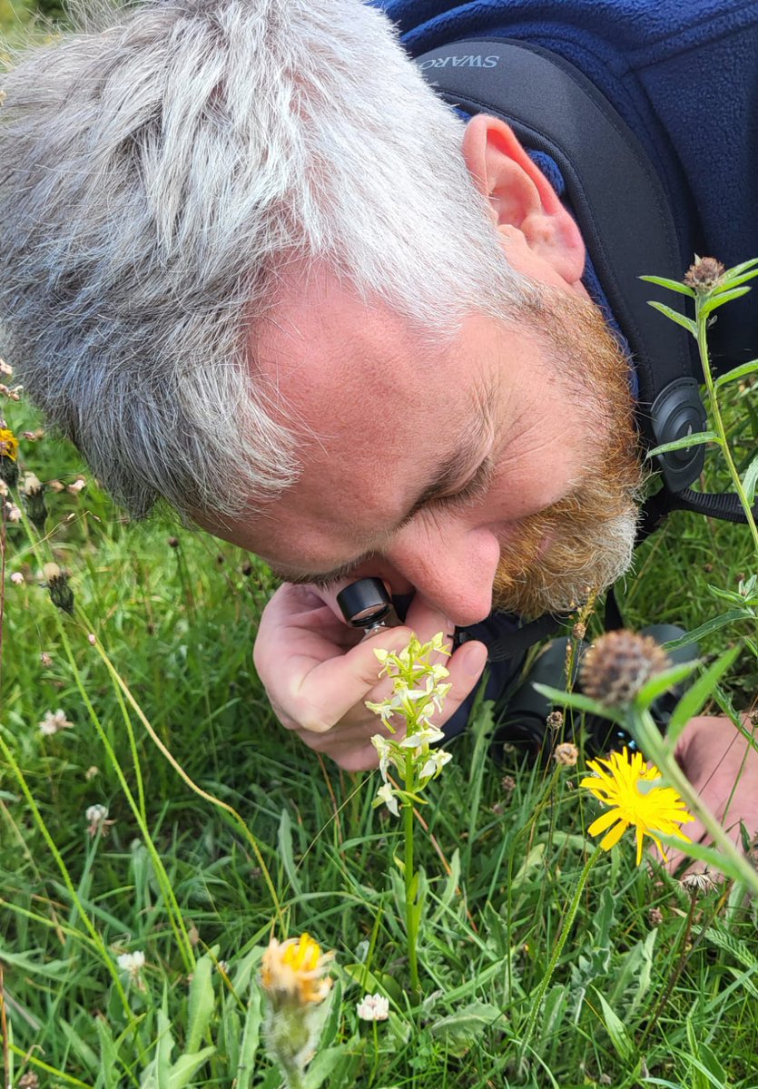 Irish Semi-natural Grasslands tweet media