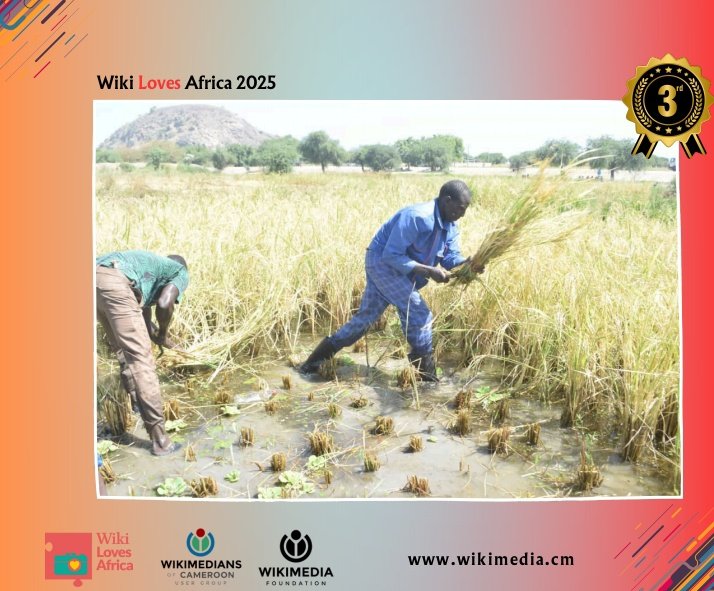 Pour avoir respecté le thème "Du champ à l'assiette",
Après avoir convaincu le jury,

"Récolte de riz au champ à Waza"🎉🎉🎉

 by Hamidou Kaou, remporte la 3e place du concours photo #WikiLovesAfrica édition 2025 au Cameroun

Bravoooo 👏👏👏