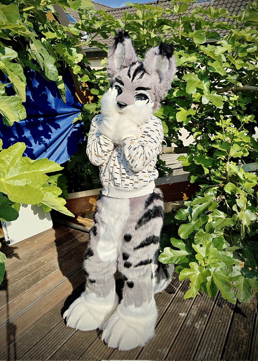 TheRaccoonCat tweet media