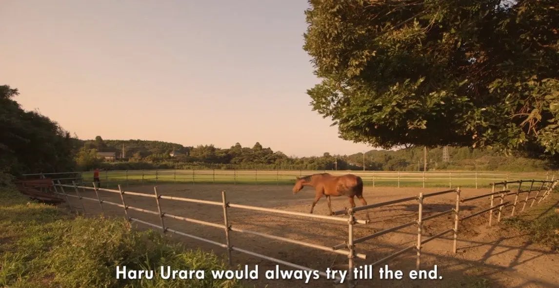 hennydevito's tweet photo. How do I tell my coworkers I’m in this bitch crying cause of a retired Japanese racehorse https://t.co/qy0qJTwRgy