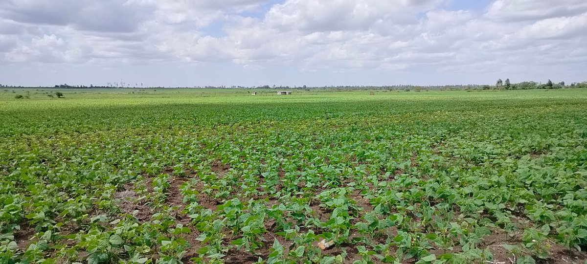 Our unsold or idle parcels are usually under maize, wheat, or beans.