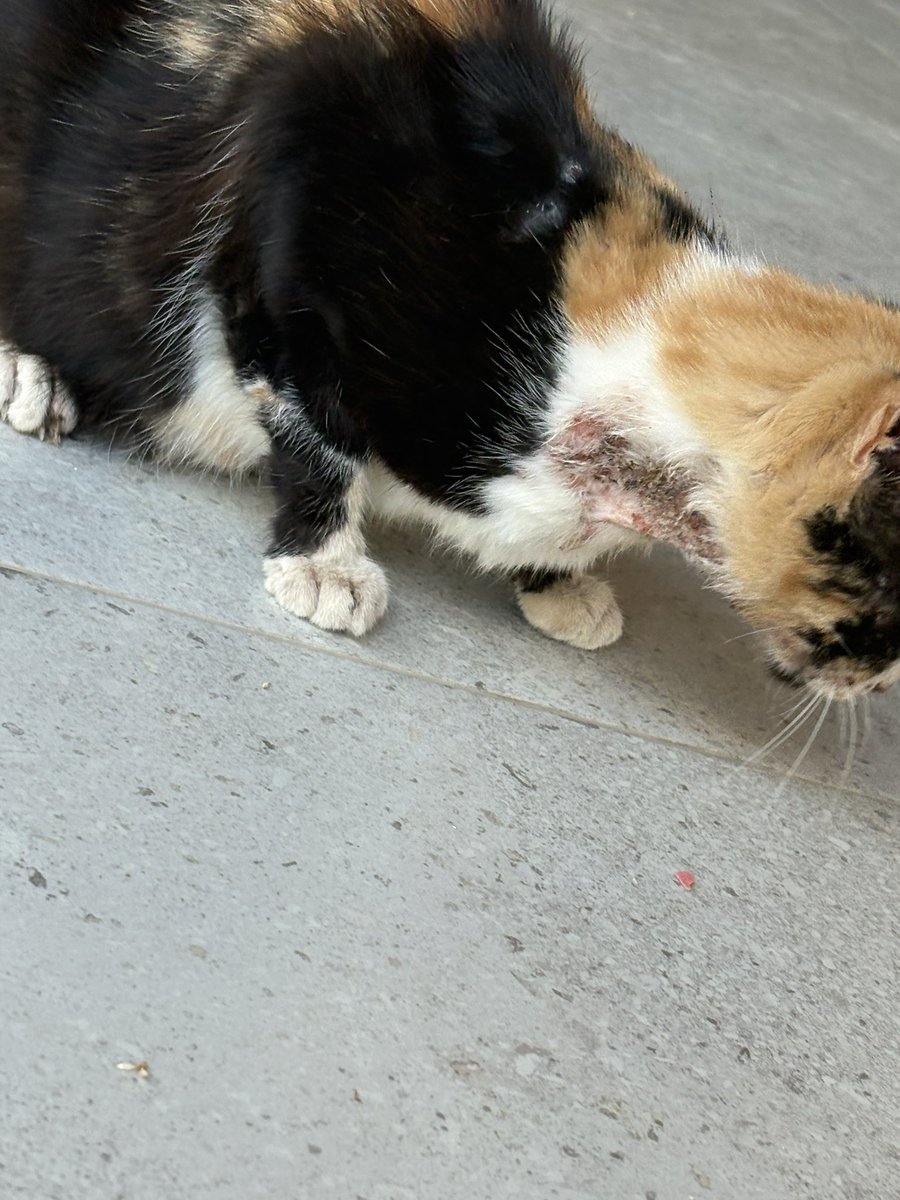 Bu kedinin nesi olabilir?