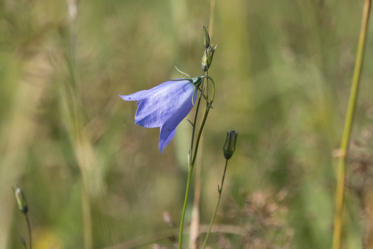 Delicate blue Harebells are in flower <a href="/hilbrebirdobs/">Hilbre Bird Obs</a> at the moment. Commonly known in folklore as ‘Witches Thimbles’ or ‘fairy bells’.